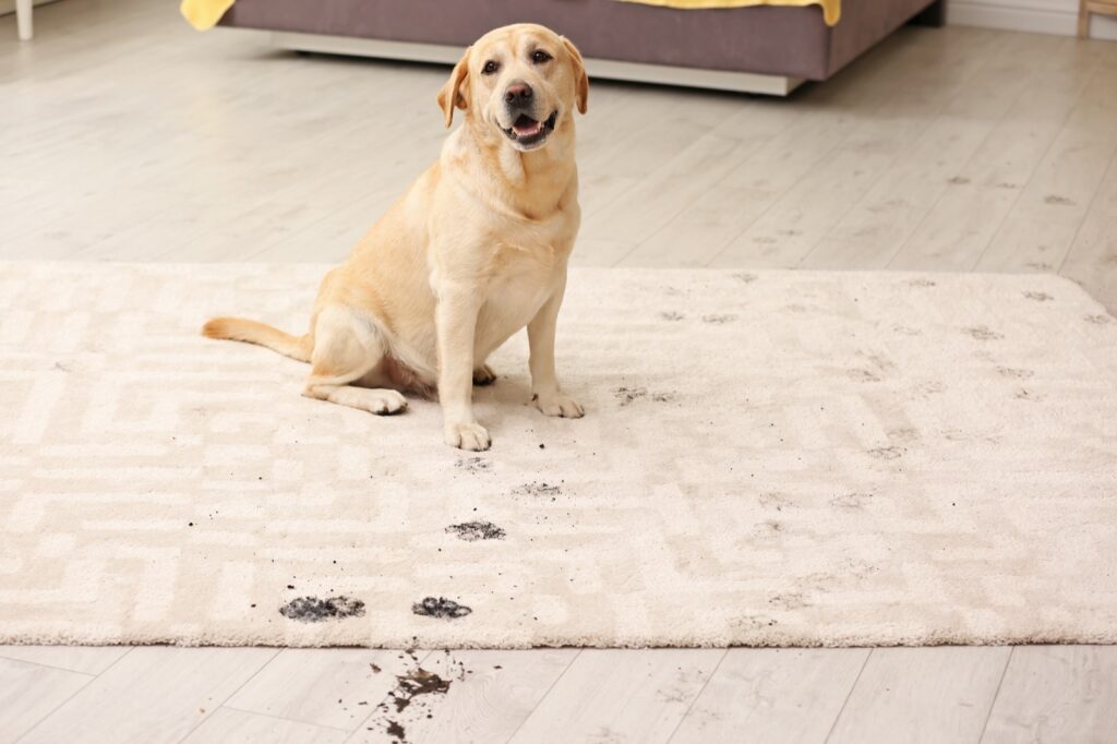 Rug cleaning | Westport Flooring and Interiors