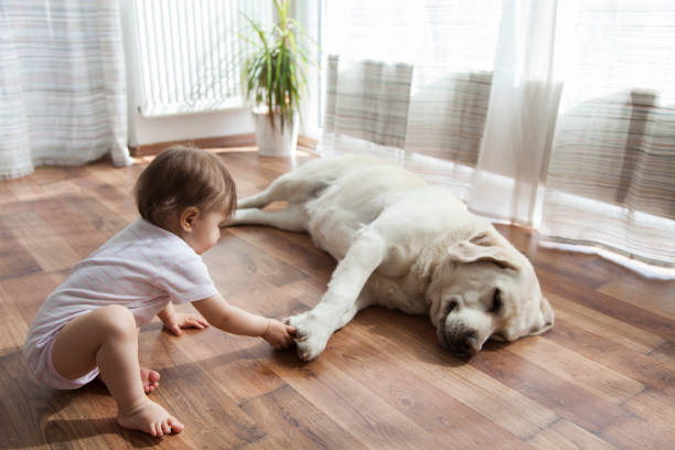 Pet friendly | Westport Flooring and Interiors