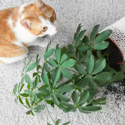 pet-carpet-stain | Westport Flooring and Interiors